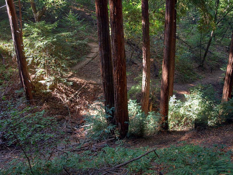 View of the Creek Trail from the Redwood Trail, Villa Montalvo