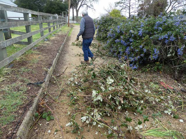 Blackberry vine removal from the ceanothus bushes