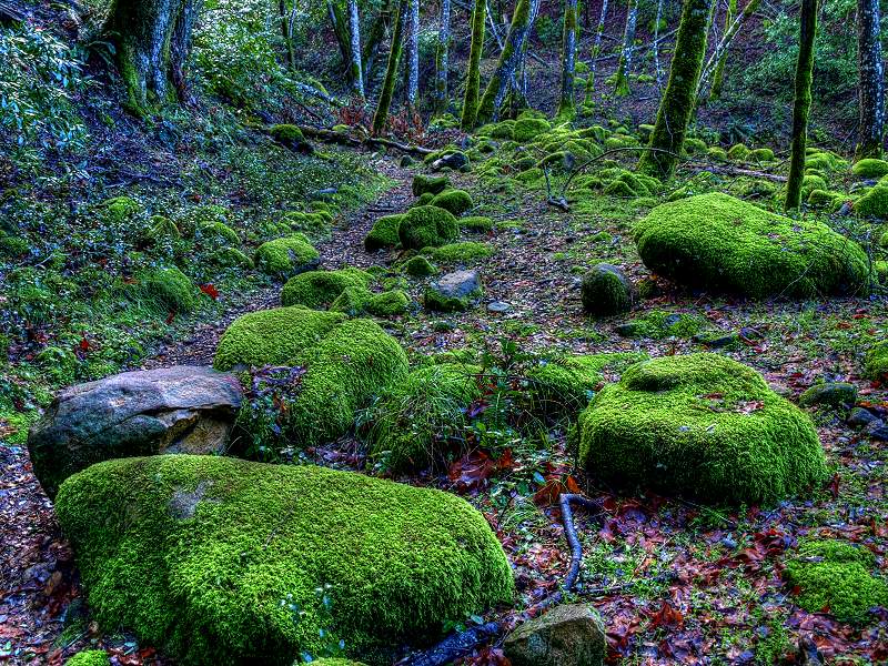 Moss-covered rocks, Uvas Canyon