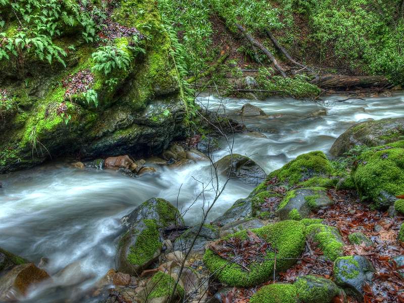 Confluence of Swanson Creek and Uvas Creek, Uvas Canyon