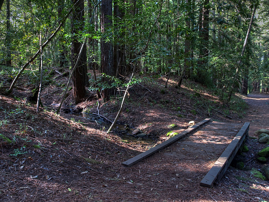 Sanborn redwood trail