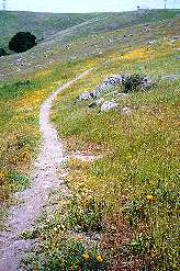 Flowers along Rocky Ridge Trail