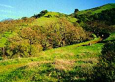 Hidden Springs Trail to Coyote Peak